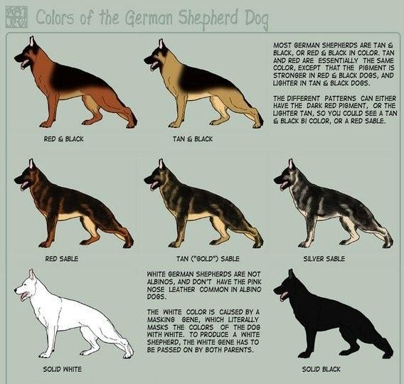 types of shepherds